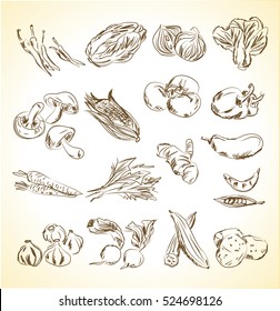 Vegetable Icons. Menu. vector
