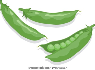 Ilustración vegetal _ guisantes elásticos (frijoles)