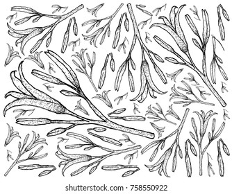 Vegetable, Illustration Background Pattern of Hand Drawn Sketch Delicious Fresh Tawny Daylily or Hemerocallis Fulva Flowers.