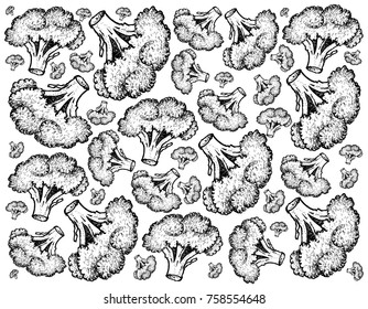 Vegetable, Illustration Background Pattern of Hand Drawn Sketch Illustration of Delicious Fresh Green Broccoli.