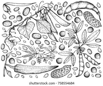 Vegetable, Illustration Background Pattern of Hand Drawn Sketch Fresh Podded Vegetables Isolated on White.
