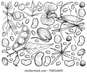 Vegetable, Illustration Background Pattern of Hand Drawn Sketch Fresh Podded Vegetables Isolated on White.