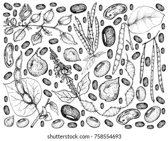 Vegetable, Illustration Background Pattern of Hand Drawn Sketch Fresh Podded Vegetables Isolated on White.
