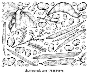 Vegetable, Illustration Background Pattern of Hand Drawn Sketch Fresh Podded Vegetables Isolated on White.
