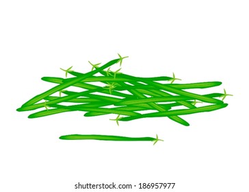 Vegetable, An Illustration of Fresh Green Beans or Phaseolus Vulgaris Isolated on A White Background. 