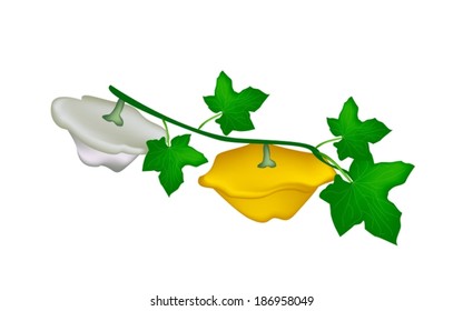 Vegetable, An Illustration of Fresh Pattypan Squash or Sunburst Squash with Leaves Hanging on A Vine Isolated on White Background. 