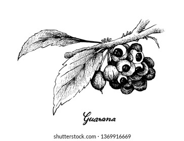 Vegetable, Illustration of Hand Drawn Sketch Red Guarana or Paullinia Cupana Fruits Isolated on White Background.