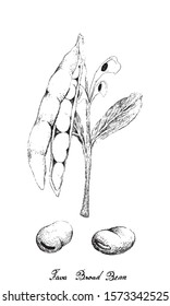 Vegetable, Illustration of Hand Drawn Sketch Fresh Fava Bean or Broad Beans on Tree Isolated on White Background, Used in Both Sweet and Savory Recipes.
