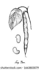 Vegetable, Illustration of Hand Drawn Sketch Fresh Phaseolus Vulgaris, Navy Bean or Haricot Bean on Tree Isolated on White Background, Used in Both Sweet and Savory Recipes.