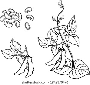 Vegetable, Illustration of Hand Drawn Sketch Commoni Bean Plants with Pods on White Background, Good Source of Dietary Fiber, Vitamins and Minerals. Vector illustration