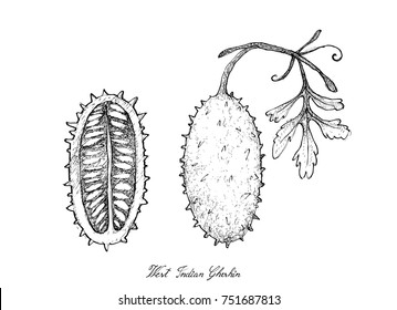 Vegetable, Illustration of Hand Drawn Sketch Delicious Fresh West Indian Gherkin Friuts Isolated on White Background.