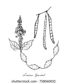 Vegetable, Illustration of Hand Drawn Sketch Fresh American Groundnuts Plants And Roots, Good Source of Dietary Fiber, Vitamins and Minerals.

