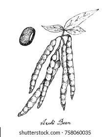 Vegetable, Illustration of Hand Drawn Sketch Adzuki Bean Plants with Pods on White Background, Good Source of Dietary Fiber, Vitamins and Minerals.
