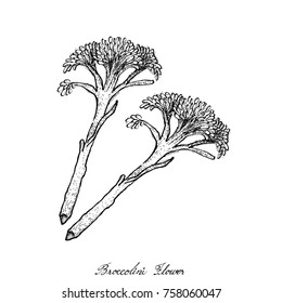 Vegetable, Illustration of Hand Drawn Sketch Illustration of Delicious Fresh Broccolini, Brocolette, Sweet Baby Broccoli, Asparation or Brocoletti Isolated on White Background.