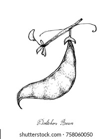Vegetable, Illustration of Hand Drawn Sketch Dolichos Lablab, Hyacinth Bean or Surti Papdi Pods Isolated on White Background.
