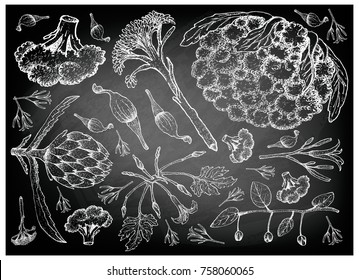 Vegetable, Illustration of Hand Drawn Sketch Fresh Podded Vegetables on Black Chalkboard.