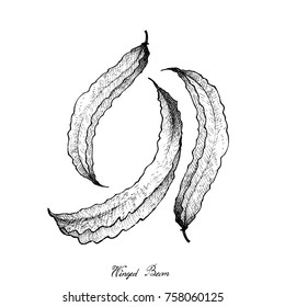 Vegetable, Illustration of Hand Drawn Sketch Fresh Winged Bean, Goa Beans or Four Angled Beans.