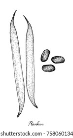 Vegetable, Illustration of Hand Drawn Sketch Ricebean Pod and Grains on White Background, Good Source of Dietary Fiber, Vitamins and Minerals.