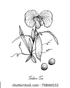 Vegetable, Illustration of Hand Drawn Sketch Fresh Indian Pea Plant with Flower and Pods Isolated on White Background.
