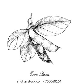 Vegetable, Illustration of Hand Drawn Sketch Fresh Fava Bean or Broad Beans on Tree Isolated on White Background, Used in Both Sweet and Savory Recipes.