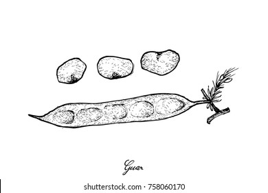 Vegetable, Illustration of Hand Drawn Sketch Fresh Cluster Bean or Guar Isolated on White Background.