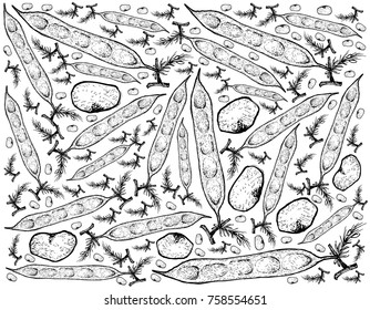 Vegetable, Illustration of Hand Drawn Sketch Fresh Cluster Bean or Guar Isolated on White Background.