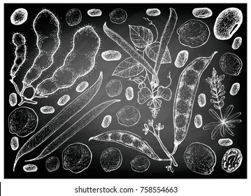 Vegetable, Illustration of Hand Drawn Sketch Fresh Podded Vegetables on Black Chalkboard.
