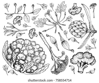 Vegetable, Illustration of Hand Drawn Sketch Fresh Vegetables on on A White Background.