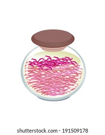 Vegetable, An Illustration of Pickled Julienne Red Cabbage or Purple Cabbage in Brine of Vinegar and Salt in A Glass Jar Isolated on White Background. 