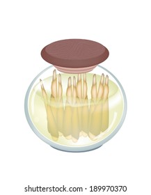 Vegetable, An Illustration of Pickled or Preserved Bamboo Shoot in Brine of Water and Salt in Glass Jar Isolated on White Background. 