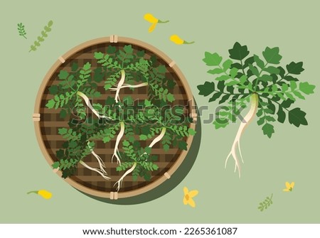 Vegetable Illustration in Spring in Korea
