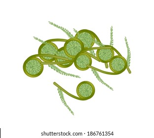 Vegetable, An Illustration Stack of Delicious Fresh Green Fiddlehead Ferns Isolated on White Background. 