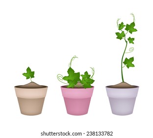Vegetable, Illustration of Three Chayote or Sechium Edule Plant in Terracotta Flower Pots for Garden Decoration. 