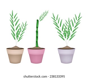 Vegetable, Illustration of Three  Fresh Bamboo Tree in Terracotta Flower Pots for Garden Decoration. 