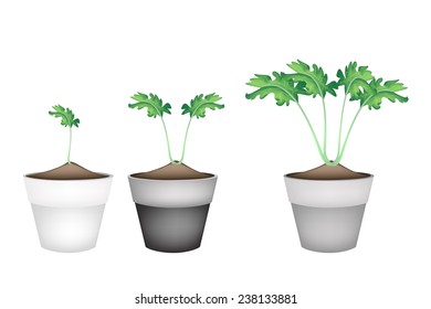 Vegetable, Illustration of Three Green Cabbage of Kohlrabi Plant in Terracotta Flower Pots for Garden Decoration. 