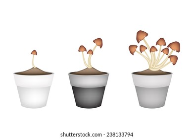 Vegetable, Illustration of Three Straw Mushrooms on Brown Straw in Terracotta Flower Pots for Garden Decoration. 