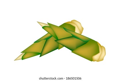 Vegetable, An Illustration of Two Fresh Bamboo Shoots Isolated on White Background. 