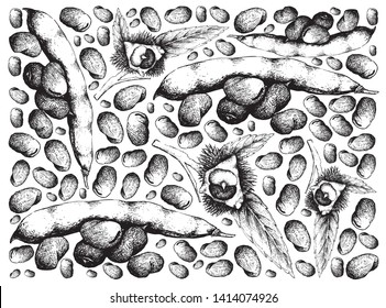 Vegetable, Illustration Wallpaper Background of Hand Drawn Sketch Fresh Fava Bean or Broad Beans and Japanese Chestnuts, Korean Chestnut or Castanea Crenata Fruits.