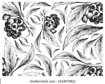 Vegetable, Illustration Wallpaper of Hand Drawn Sketch Red Guarana or Paullinia Cupana Fruits on White Background.