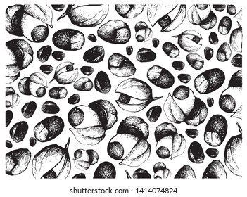 Vegetable, Illustration Wallpaper of Hand Drawn Sketch Red Guarana or Paullinia Cupana Fruits on White Background.