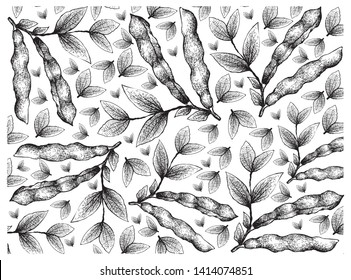 Vegetable, Illustration Wallpaper of Hand Drawn Sketch Fresh Fava Bean or Broad Beans on Tree Isolated on White Background, Used in Both Sweet and Savory Recipes.
