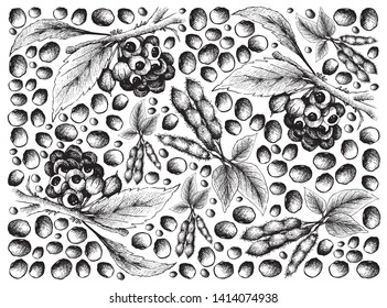 Vegetable, Illustration Wallpaper of Hand Drawn Sketch Red Guarana or Paullinia Cupana Fruits and Soybeans Isolated on White Background.