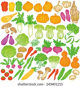 vegetable illustrations.
