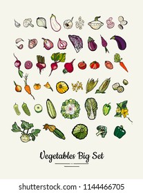 Vegetable isolated hand drawn illustration. Vector big set of hipster hand drawn colored vegetables for vegetarian poster, cooking school, restaurant, banner, logo, icon, menu, shop, harvest festival.