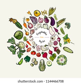 Vegetable isolated hand drawn illustration. Vector big set of hipster hand drawn colored vegetables for vegetarian poster, cooking school, restaurant, banner, logo, icon, menu, shop, harvest festival.