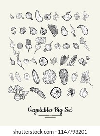 Vegetable isolated hand drawn illustration. Vector big set of hipster hand drawn sketchy vegetables for vegetarian poster, cooking school, restaurant, banner, logo, icon, menu, shop, harvest festival.