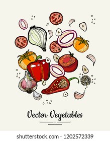 Vegetable isolated hand drawn illustration. Vector hipster hand drawn colored vegetables for vegetarian poster, cooking school, restaurant menu, food article, website, cooking book, shop, festival.