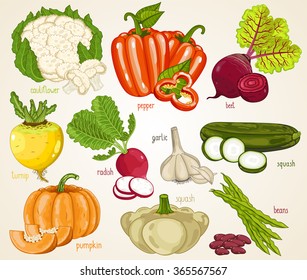 Vegetable isolated mix. Fresh organic farm vegetarian nutrition harvest. Vector set isolated on white background. Cauliflower, pepper, beet, turnip, radish, pumpkin, squash, beans, garlic illustration