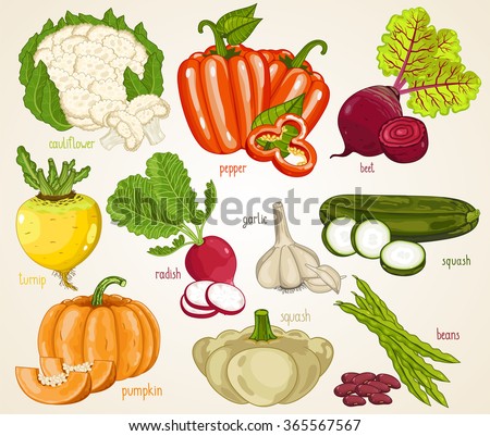 Vegetable isolated mix. Fresh organic farm vegetarian nutrition harvest. Vector set isolated on white background. Cauliflower, pepper, beet, turnip, radish, pumpkin, squash, beans, garlic illustration