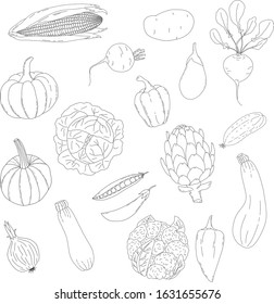 Vegetable isolated sketches. Food, vegetarian menu, farm illustration. Hand drawn fresh vegetables on white background.